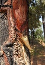 Harvesting Pine Resin Royalty Free Stock Photo