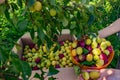 Harvesting plums in the garden. Fruit on the branches in a plastic bowl and box