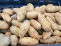 Harvesting potato prepare in the basket to market Royalty Free Stock Photo