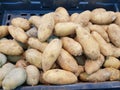 Harvesting potato prepare in the basket to market Royalty Free Stock Photo