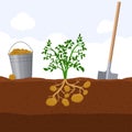 Harvesting potatoes, bucket and shovel. Dig potato concept. Fresh organic vegetable garden plant growing underground Royalty Free Stock Photo