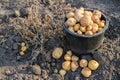 Harvesting potatoes at the end of summer.