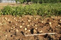 Harvesting potatoes