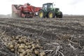 Harvesting potatoes in a field in the countryside Royalty Free Stock Photo