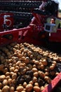 Harvesting potatoes from the field and sorting them on a potato crop machine.