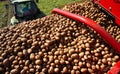 Harvesting potatoes from the field and sorting them on a potato crop machine.