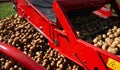 Harvesting potatoes from the field and sorting them on a potato crop machine.