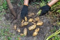 Harvesting Potatoes. Fresh Potatoes Dig From Ground With Spade. Fresh Potato