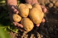 Yellow Potatoes On Hands Of Gardener On Potato Field In Sunny Da Royalty Free Stock Photo