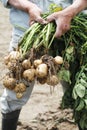 Harvesting potatoes, hand of men