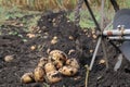 Harvesting potatoes using a hand plow. Royalty Free Stock Photo