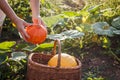 Harvesting pumpkins from organic vegetable garden