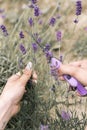 Harvesting purple flower by hand on a mediterranean lavender plantation field Royalty Free Stock Photo