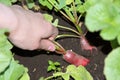 Harvesting radish. A female hand picks a radish from the garden. The concept of healthy natural nutrition, diet