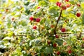 Harvesting raspberries.