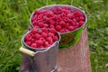 Harvesting raspberries.