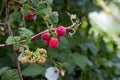 Harvesting raspberries.