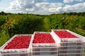 Harvesting raspberries. White plastic crates filled with ripe raspberries