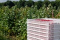 Harvesting raspberries. White plastic crates filled with ripe raspberries