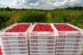 Harvesting raspberries. White plastic crates filled with ripe raspberries