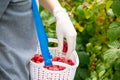 Harvesting raspberries. Worker`s hands in latex gloves.