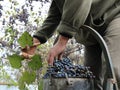 Harvesting red grapes from a vine in a rural yard