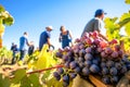 Harvesting of red grapes in vineyard in autumn harvest season