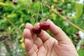 Harvesting of red sweet  ripe cherries from  a tree in a garden. Hands and berries macro Royalty Free Stock Photo