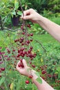 Harvesting of red sweet  ripe cherries from a tree in a garden Royalty Free Stock Photo