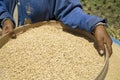 Harvesting rice