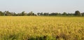 Harvesting rice field Royalty Free Stock Photo