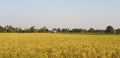 Harvesting rice field Royalty Free Stock Photo