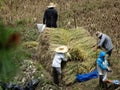 Farmer cutting rice, Sagada, Luzon, Philippines Royalty Free Stock Photo