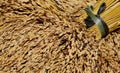Harvesting rice in Ifugao, Philippines Royalty Free Stock Photo