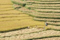 Harvesting rice on the terraced fields Royalty Free Stock Photo