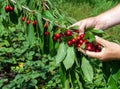 Harvesting ripe cherries. Hands with cherry berry close-up in the garden Royalty Free Stock Photo