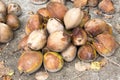 Harvesting of ripe coconuts, Nusa Penida-Bali, Indonesia Royalty Free Stock Photo