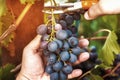 Harvesting of ripe grapes, Red wine grapes on vine in vineyard, Royalty Free Stock Photo