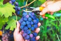 Harvesting of ripe grapes, Red wine grapes on vine in vineyard, Royalty Free Stock Photo