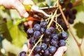 Harvesting of ripe grapes, Red wine grapes on vine in vineyard, Royalty Free Stock Photo