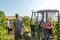 Grape harvest