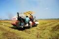 Harvesting ripe rice on paddy field Royalty Free Stock Photo