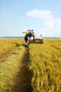 Harvesting ripe rice on paddy field Royalty Free Stock Photo