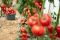 Harvesting ripe tomatoes from the garden.