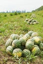 Harvesting of ripe watermelons on melon field