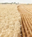 Harvesting a ripe wheat field in Idaho. Royalty Free Stock Photo