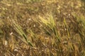 Harvesting. Ripe wheat fields with flowers close-up Royalty Free Stock Photo