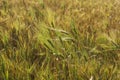 Harvesting. Ripe wheat fields with flowers close-up Royalty Free Stock Photo