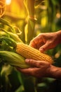 Harvesting Riped Corn