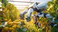 Harvesting robot with automatically detecting of the ripeness of plants. An agribot working in the greenhouse. Future technology